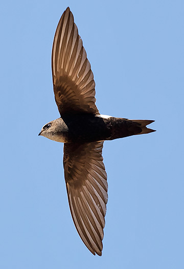 Horus Swift in flight